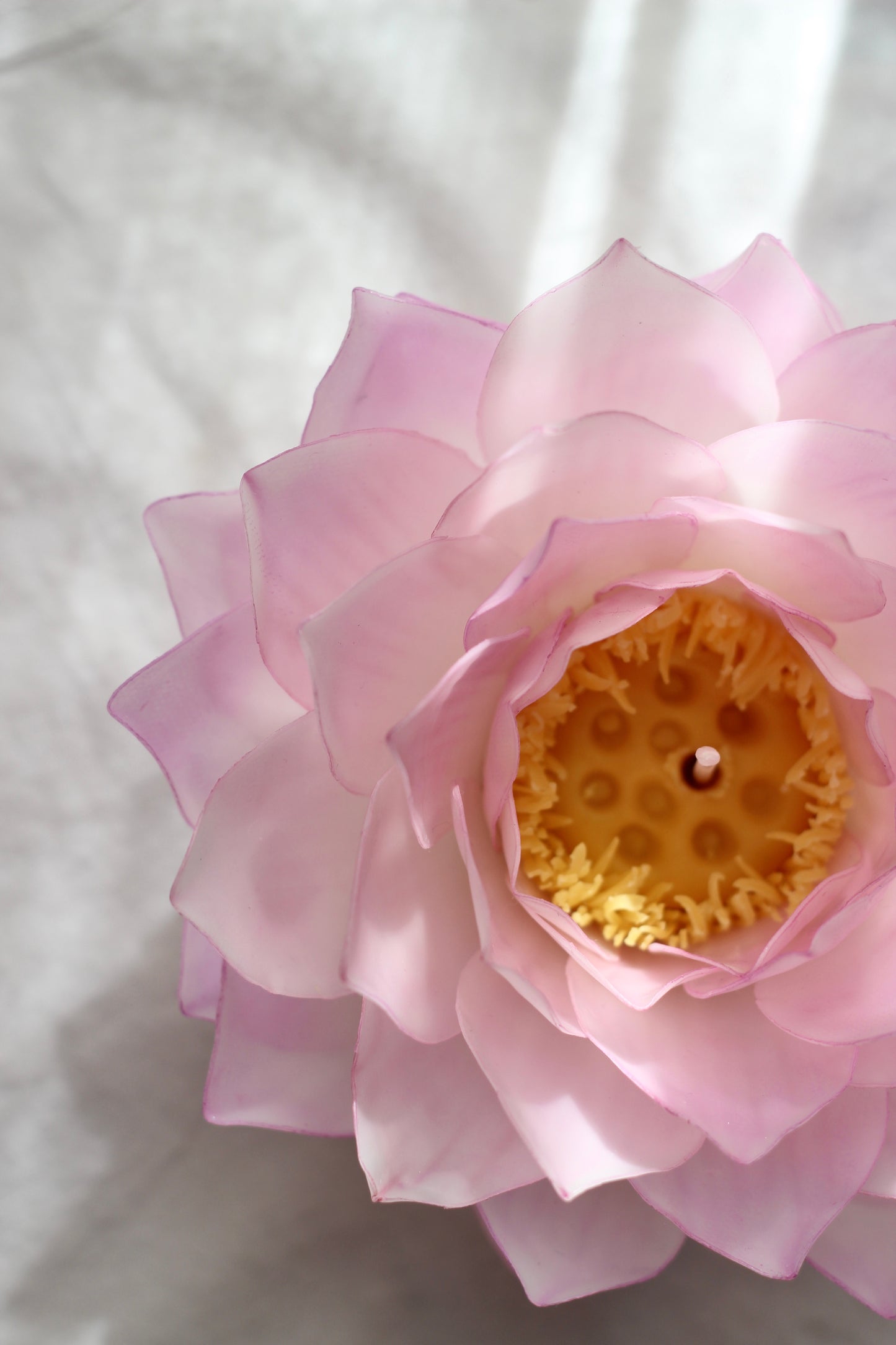 LOTUS