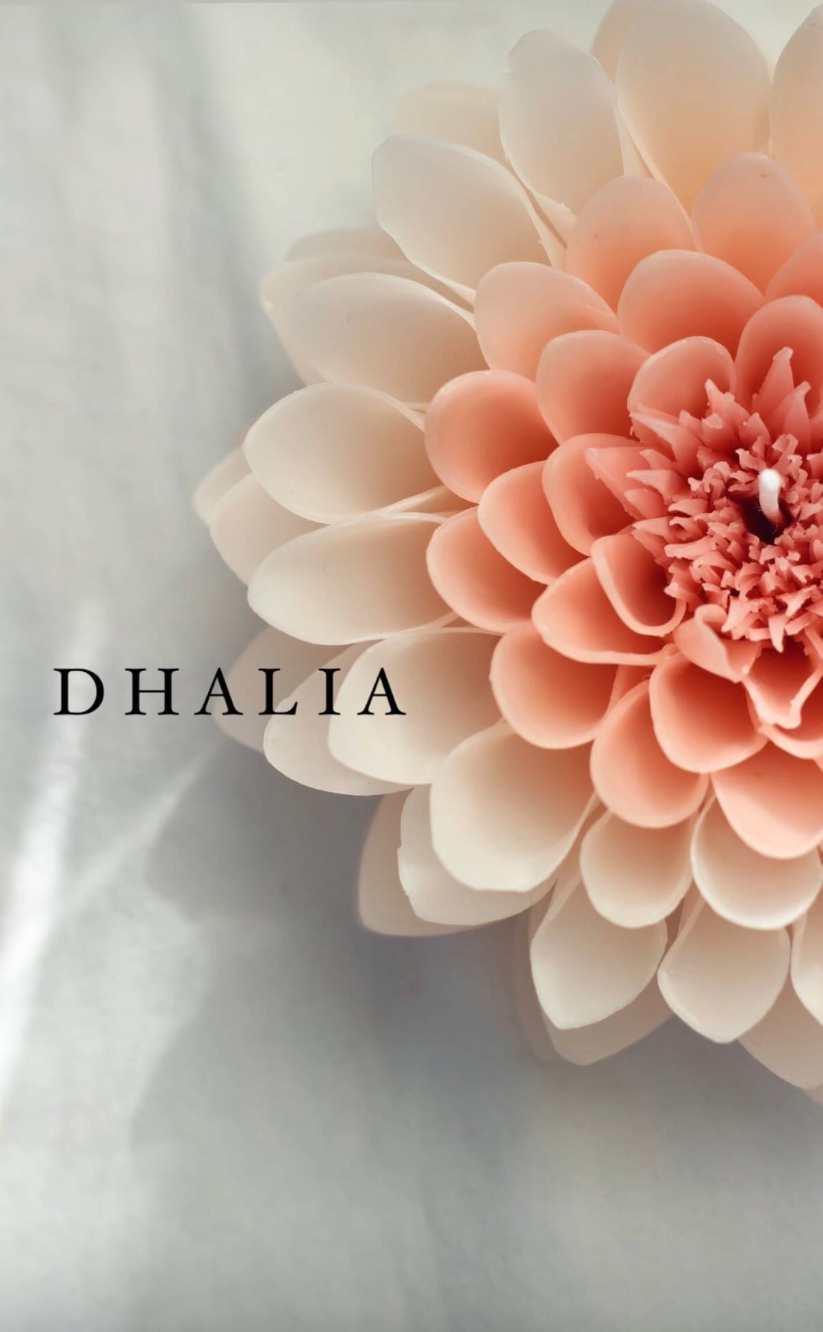 Dahlia
