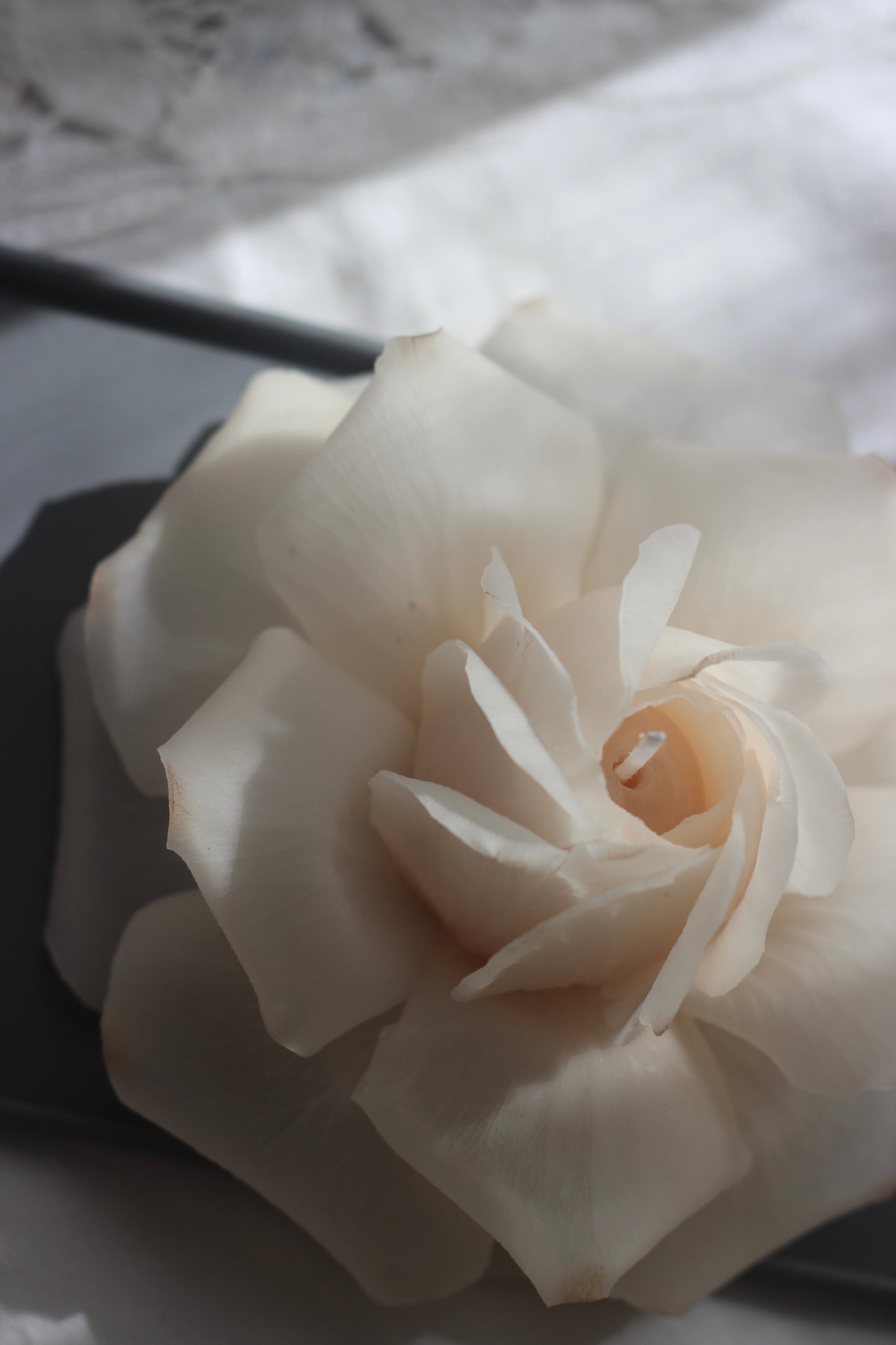 French Rose