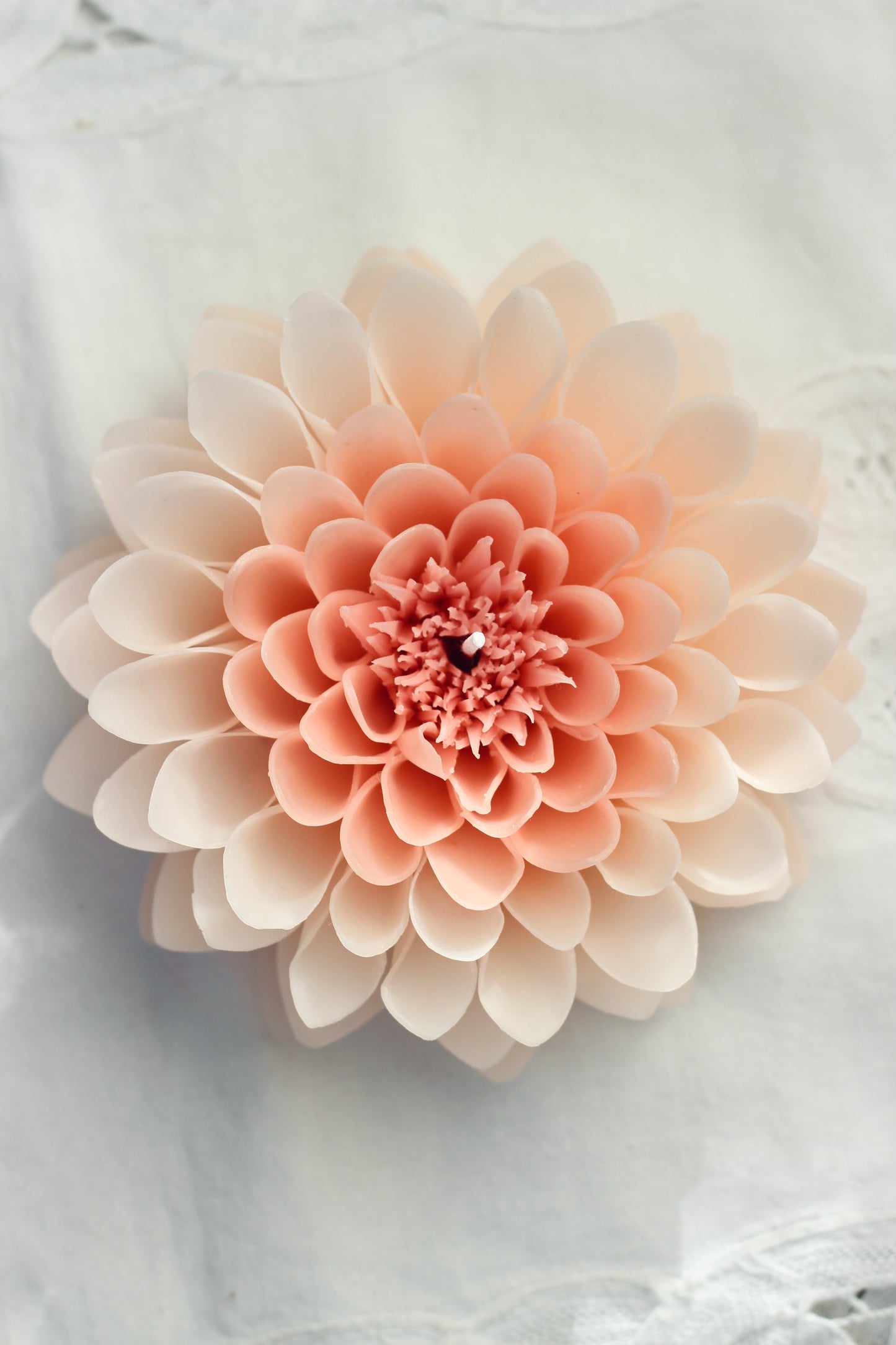 Dahlia