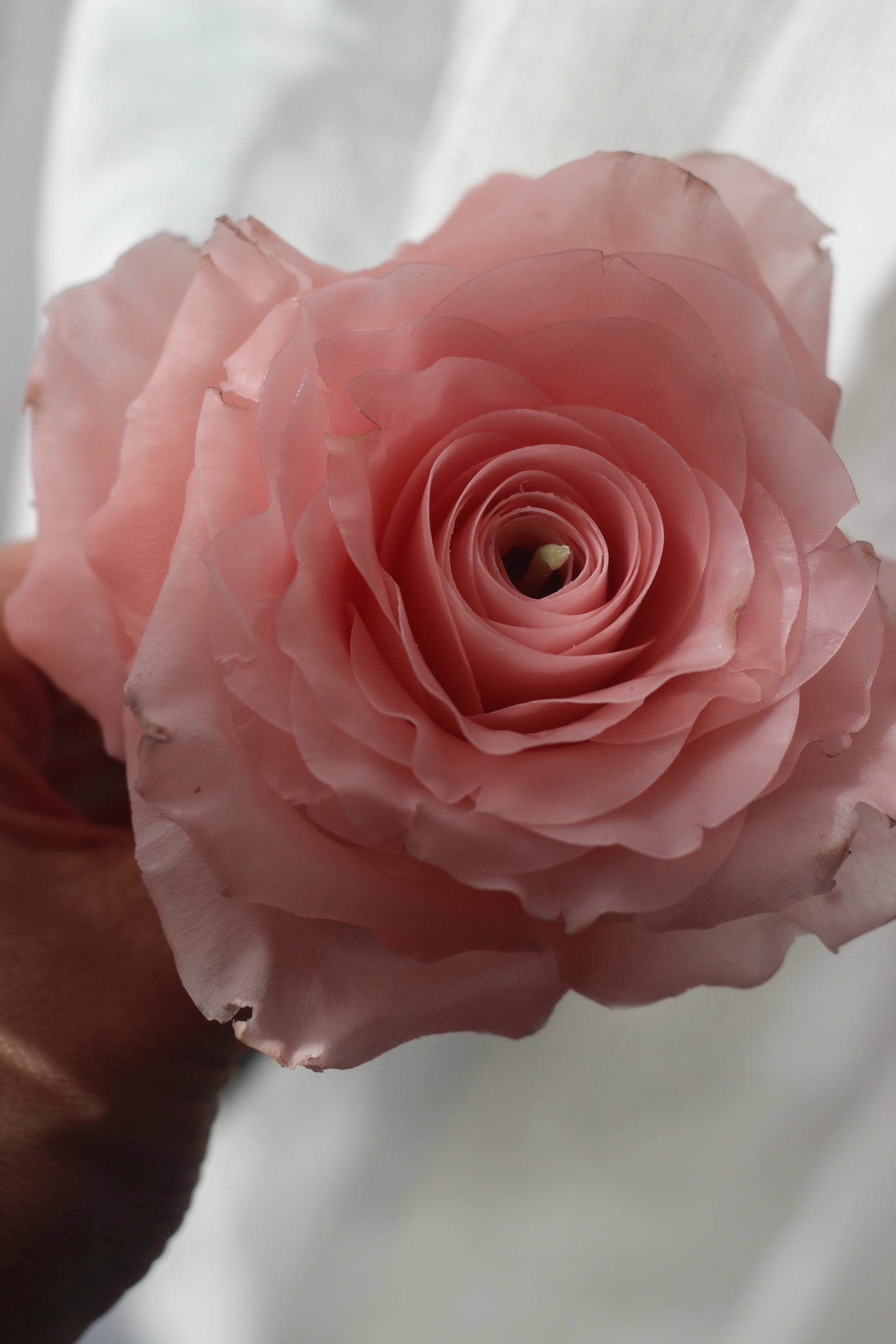 Classic Rose on a stem