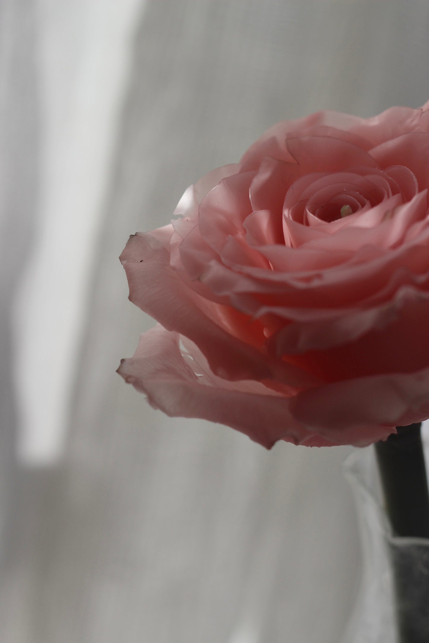 Classic Rose on a stem