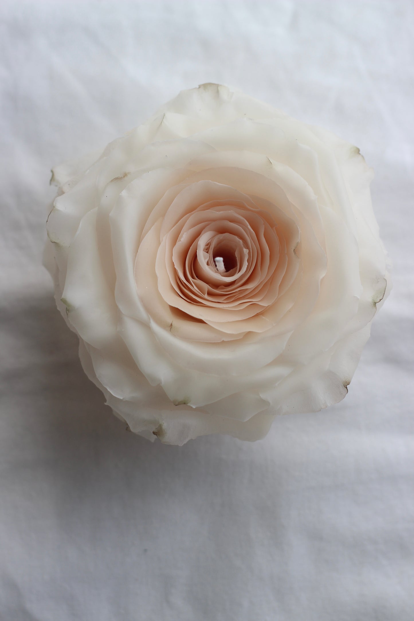 Classic Rose