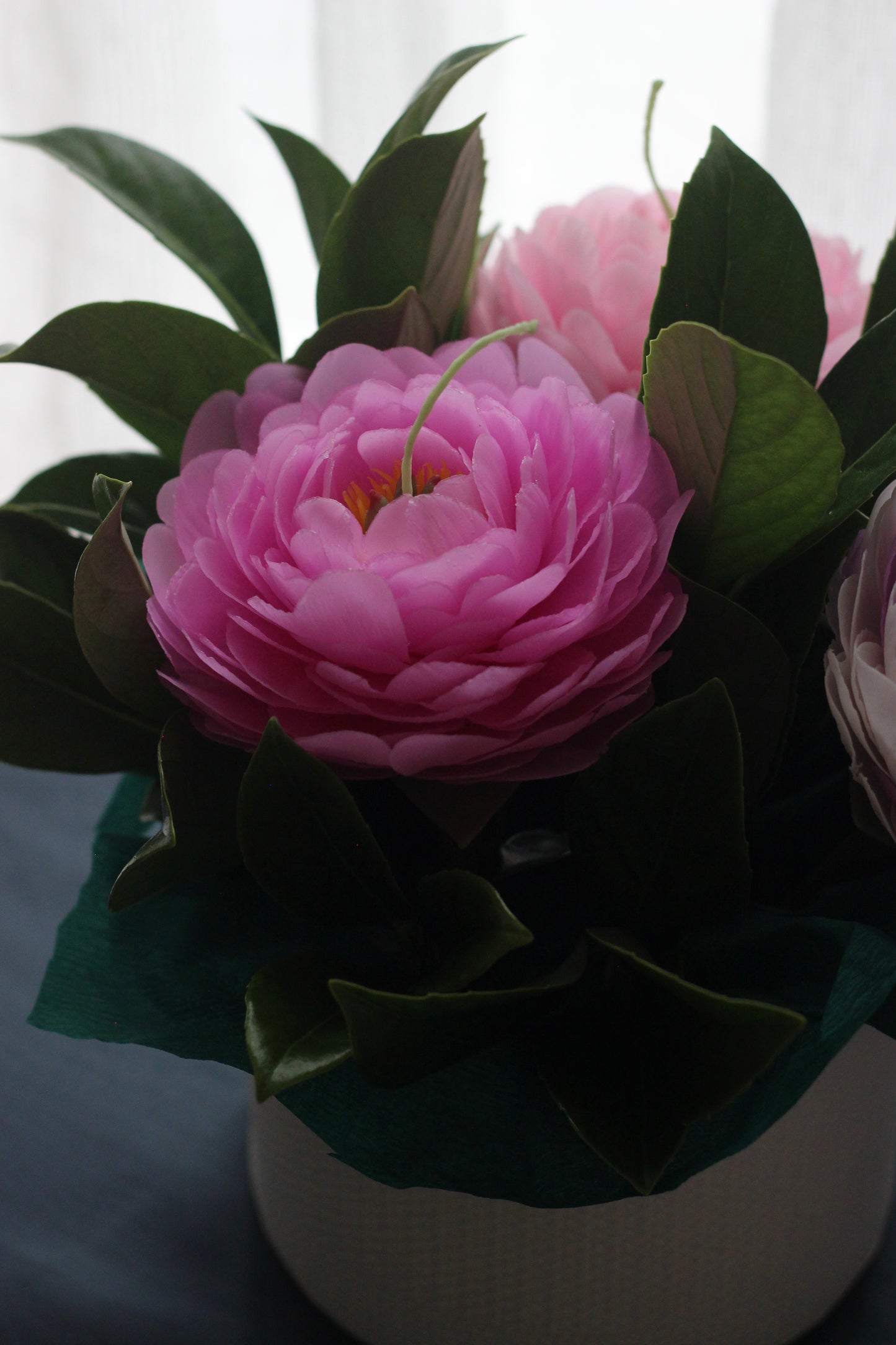 Garden Peony on a stem