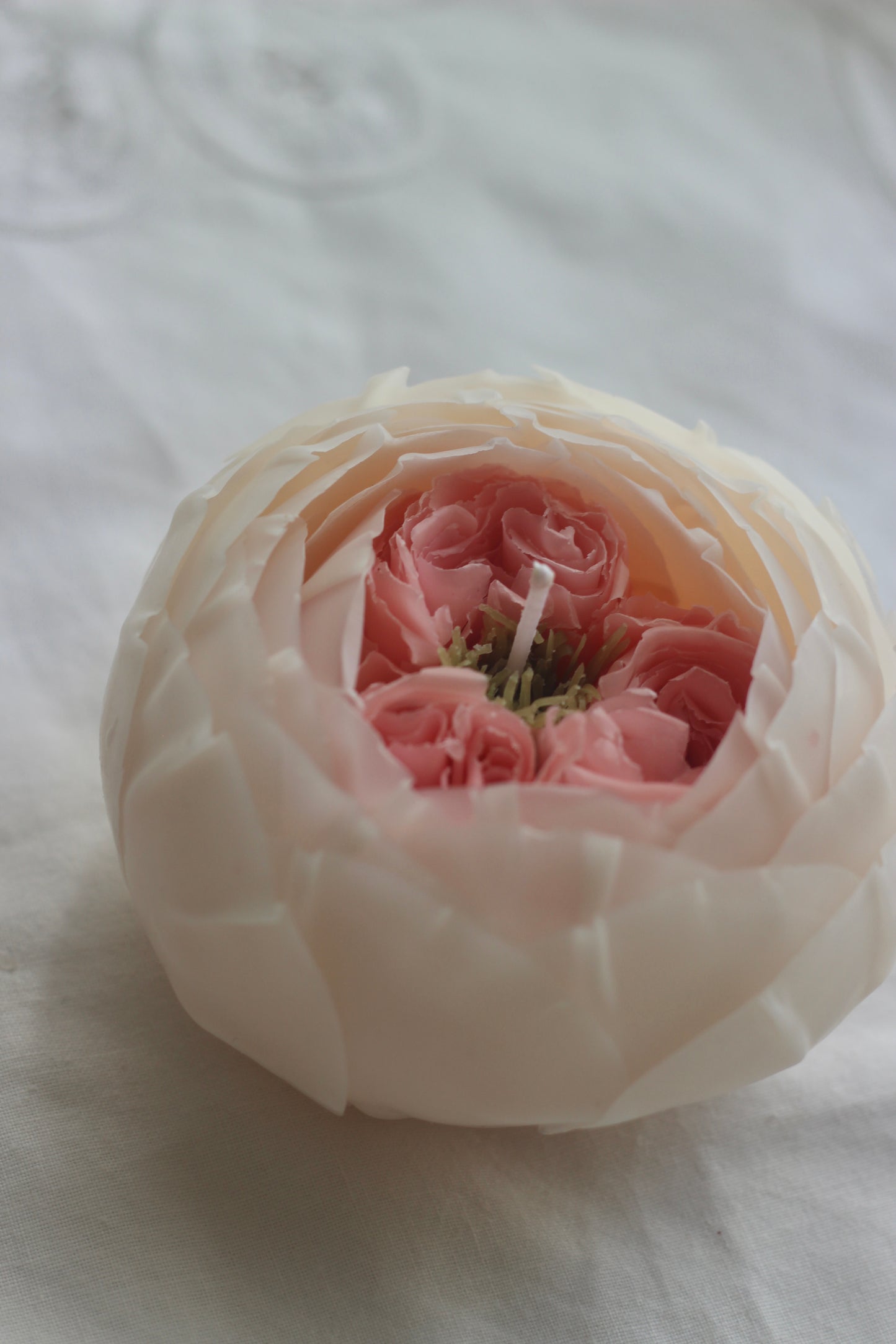 Pink and White Rose