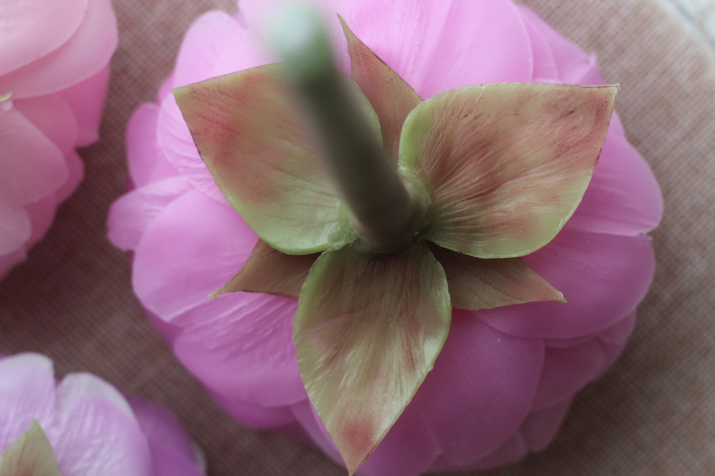 Garden Peony on a stem