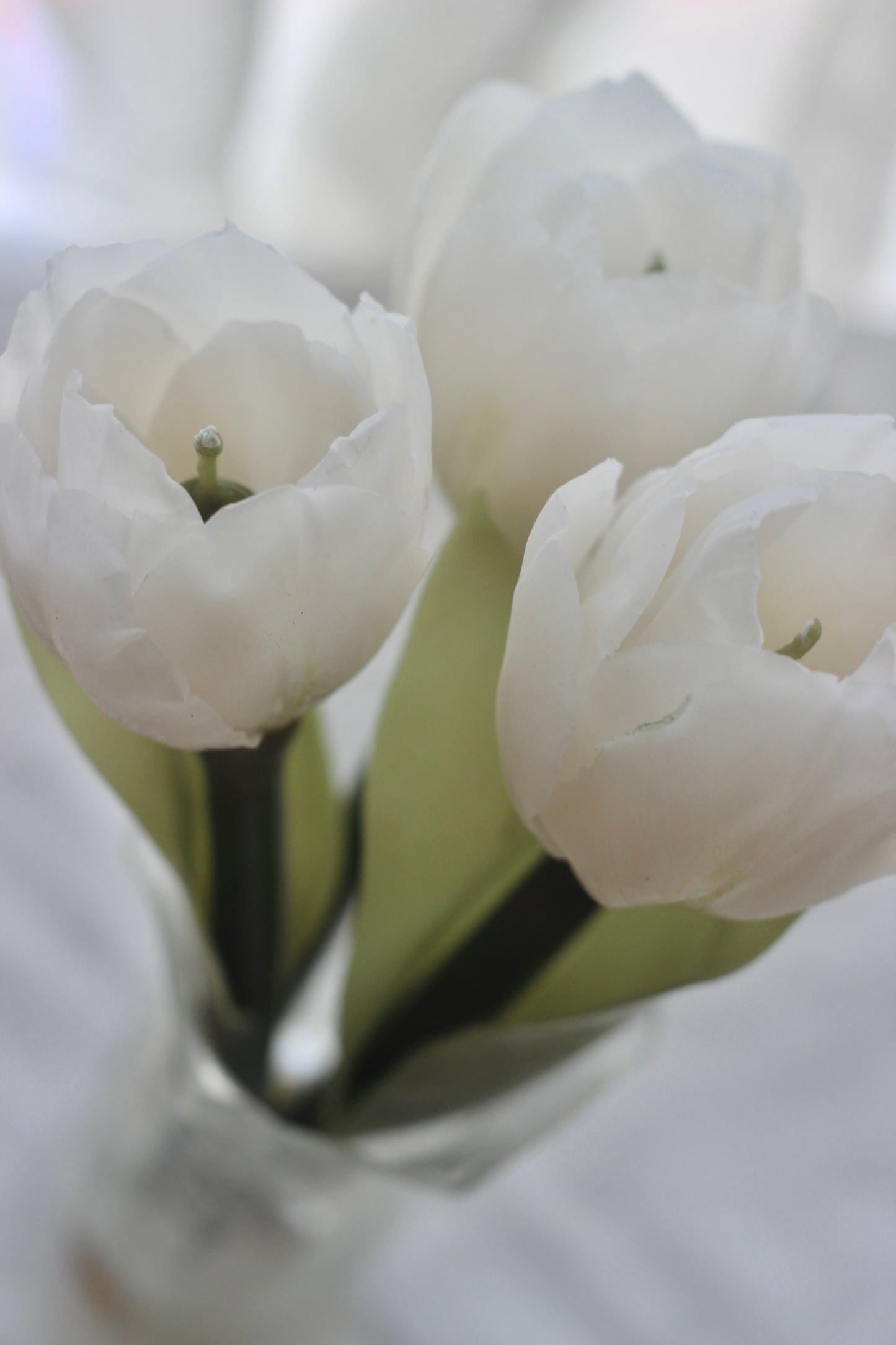 Tulip on a stem