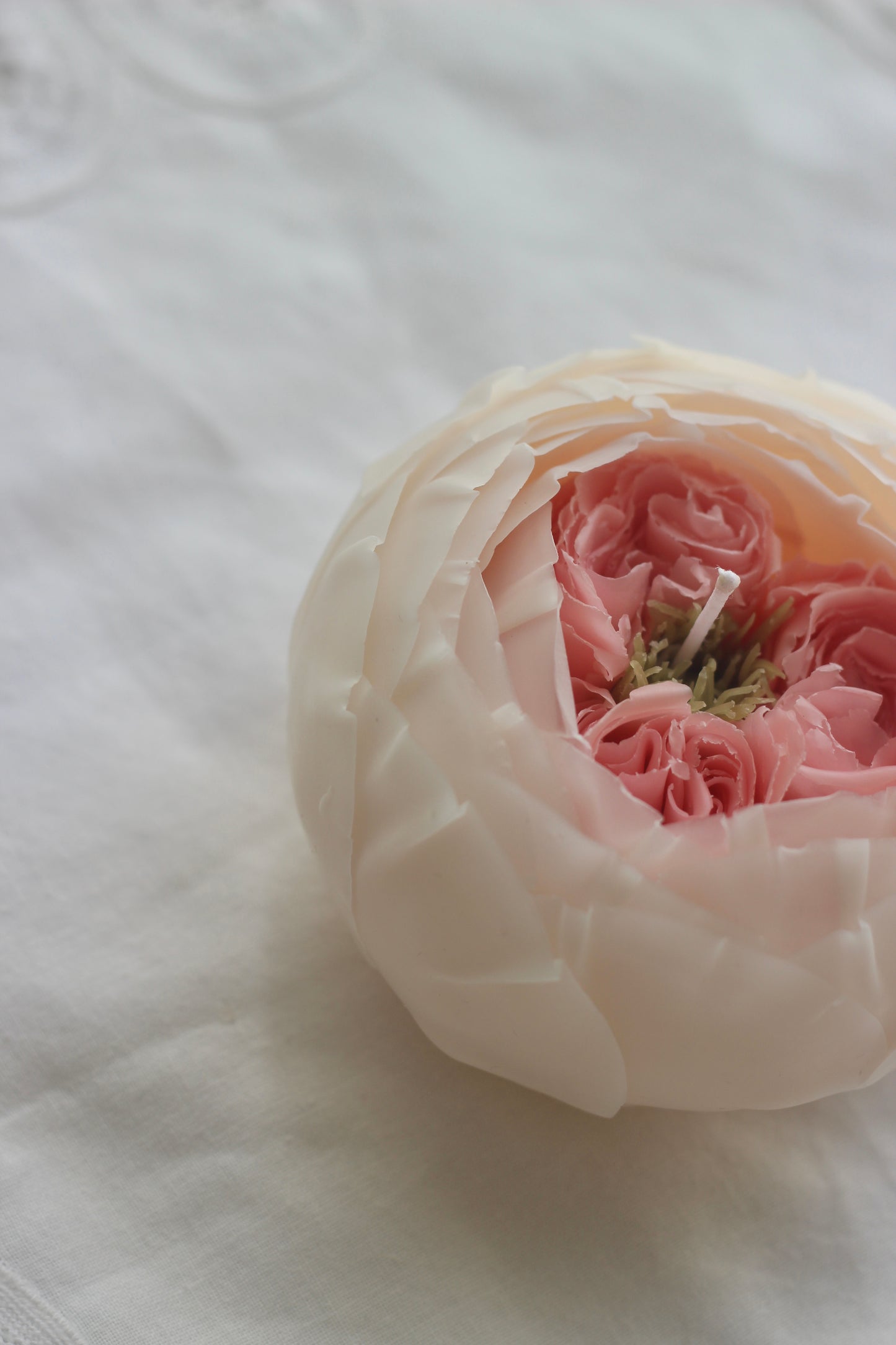 Pink and White Rose