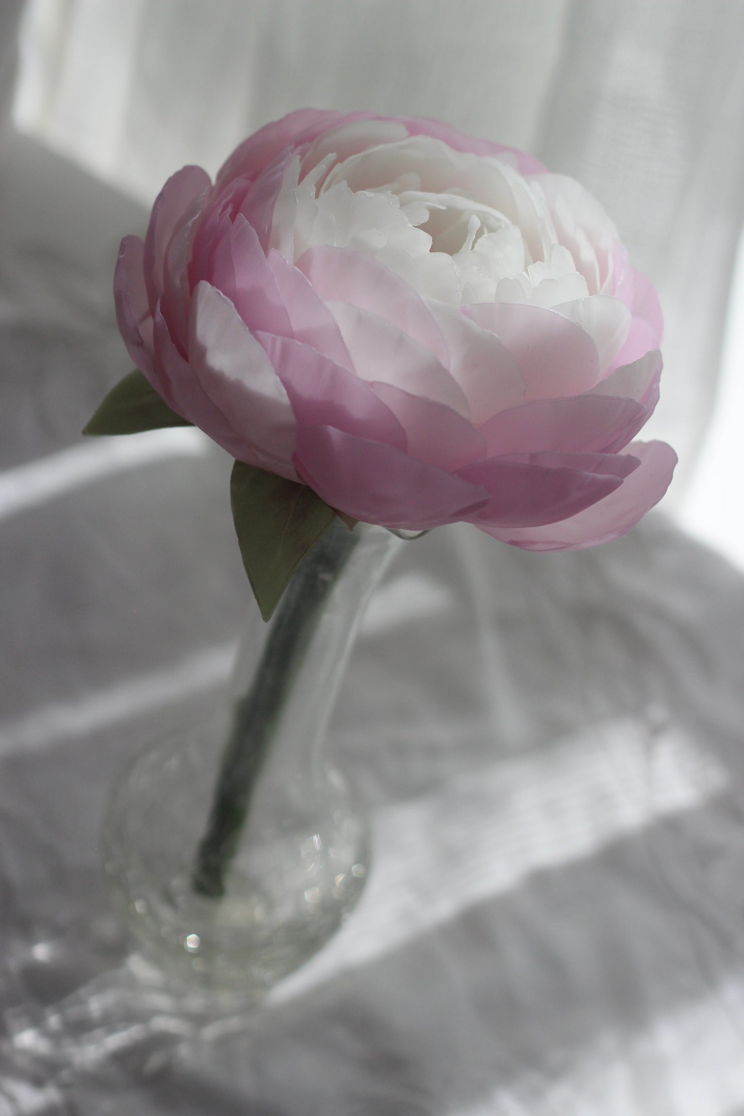 Peony on a stem