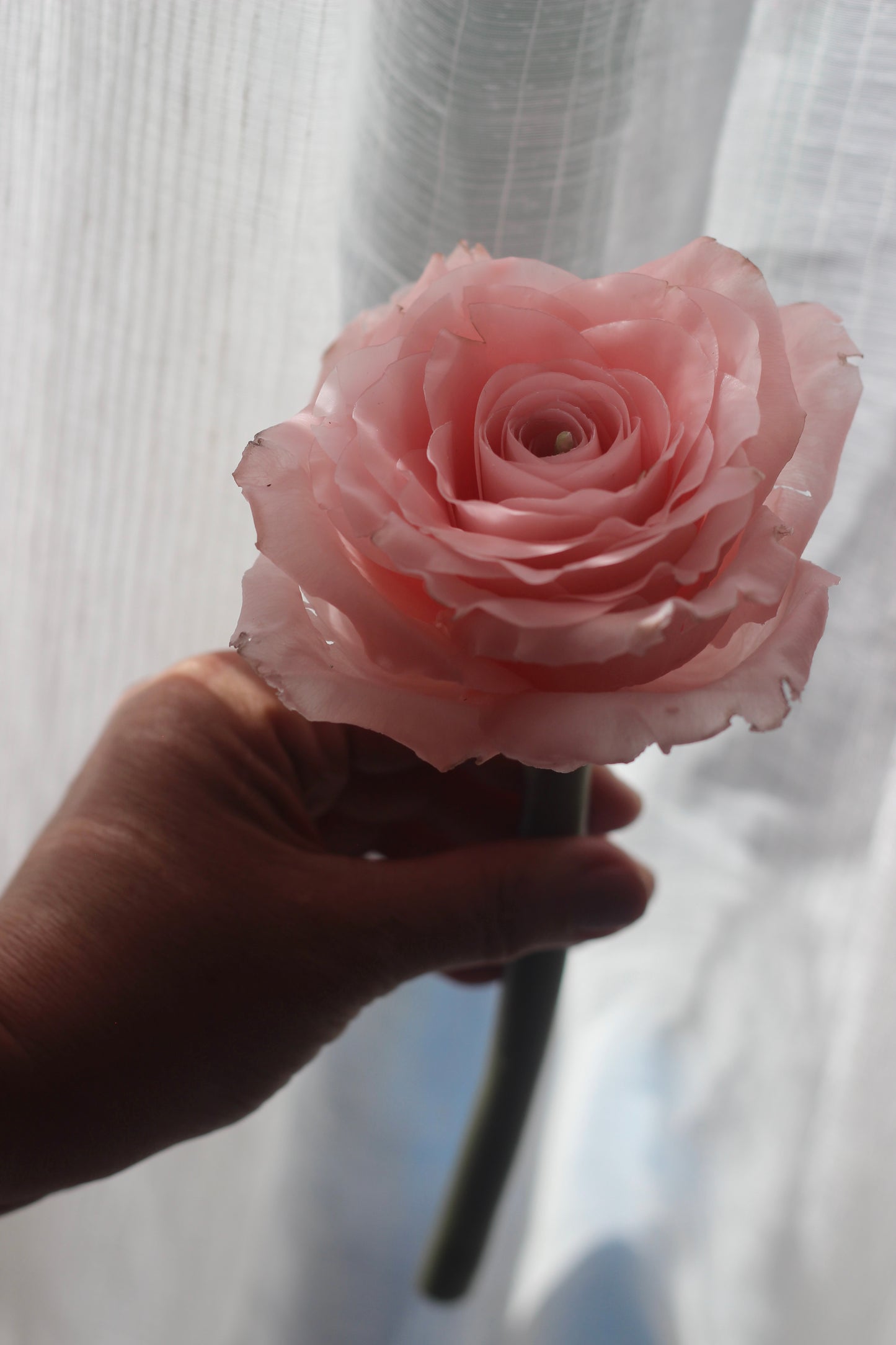 Classic Rose on a stem
