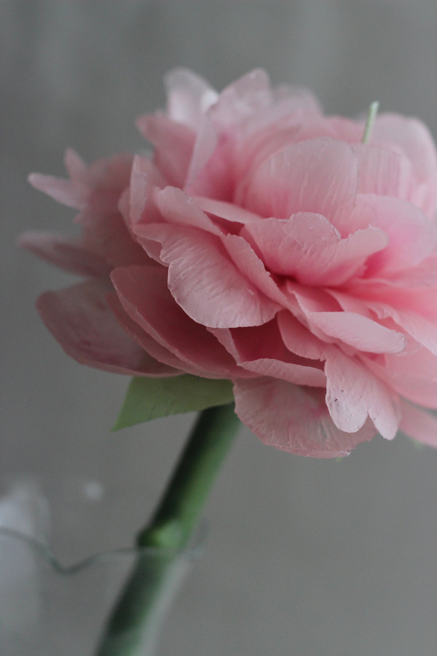Tender Peony on a stem