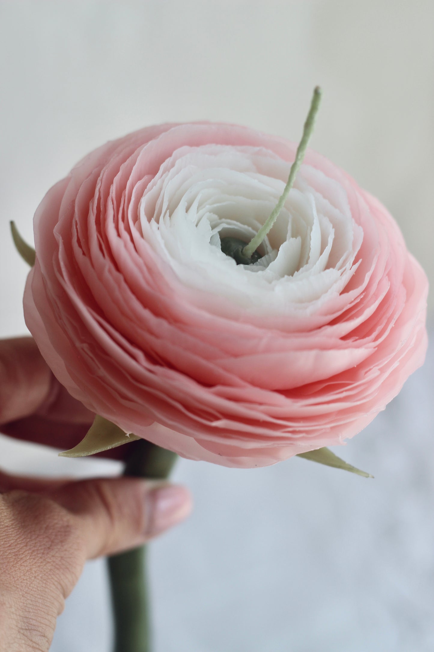 Ranunculus Candle