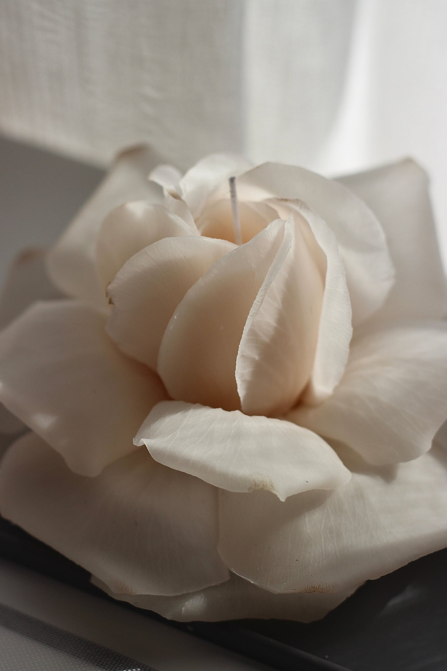 French Rose