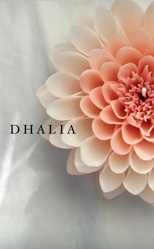 Dahlia