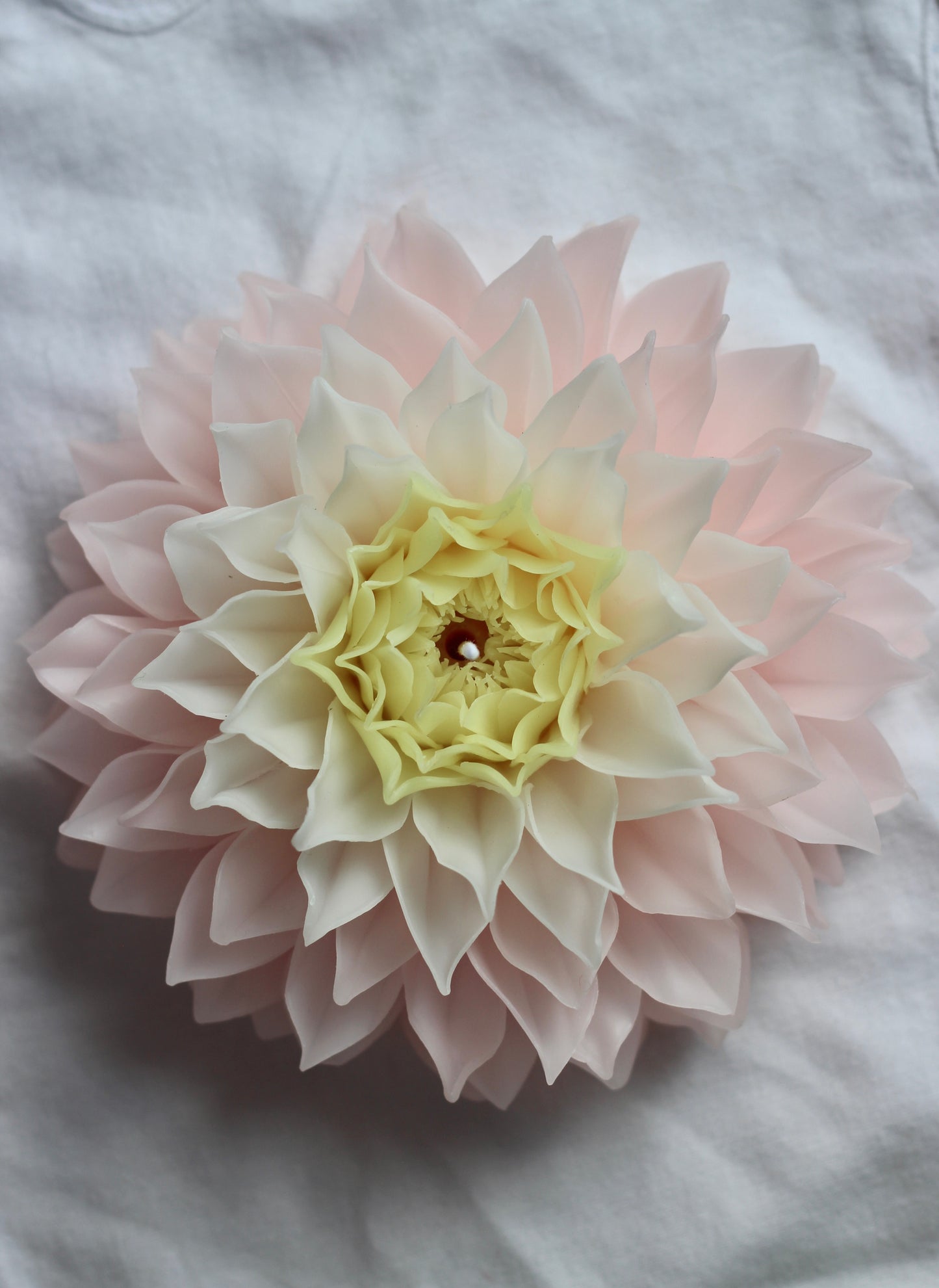 Dahlia with pointy petals