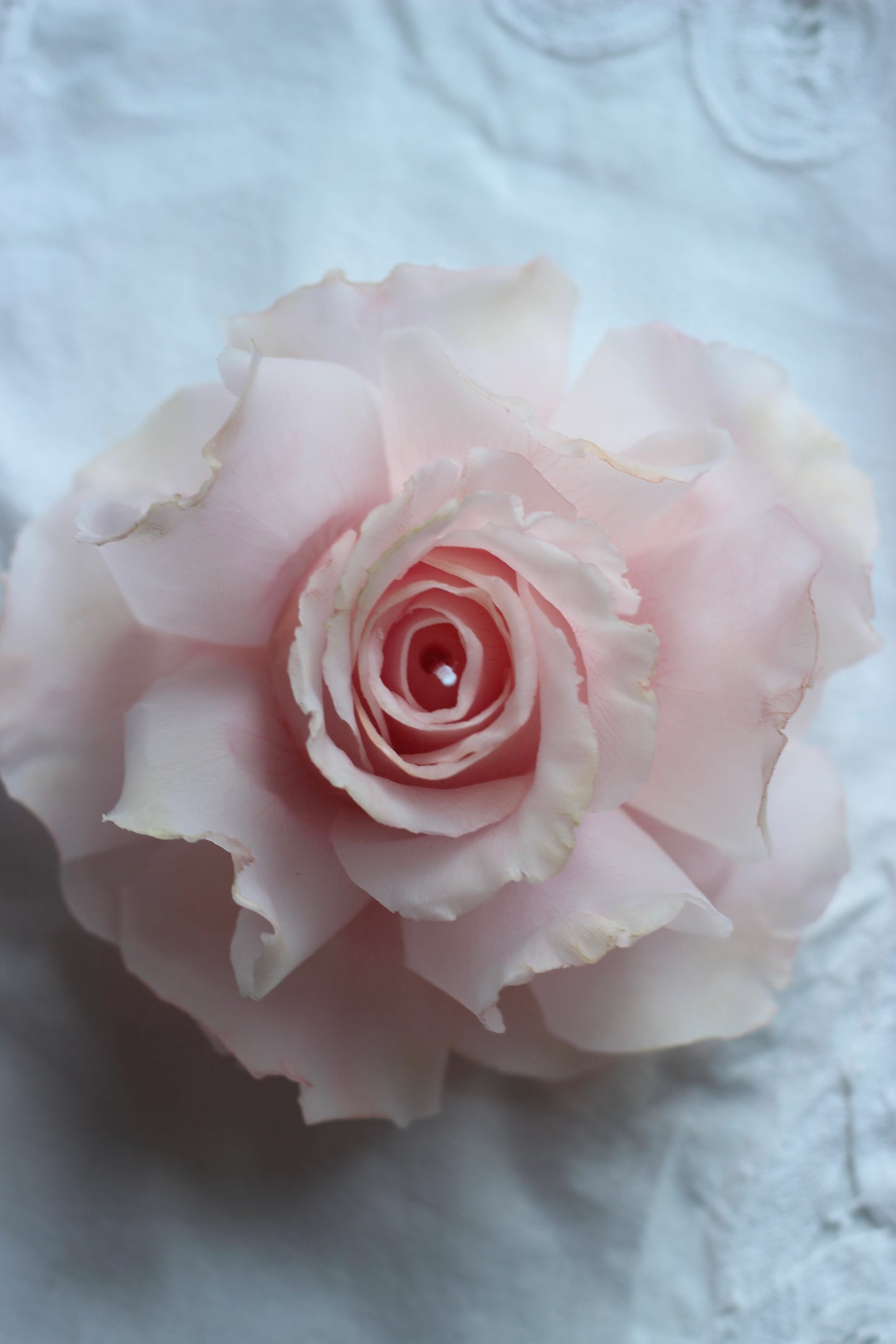Pink French Rose