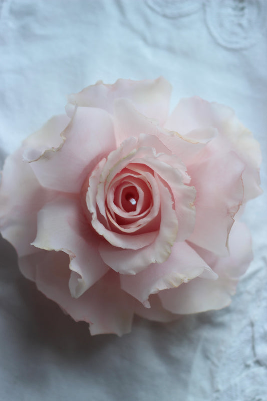 Pink French Rose