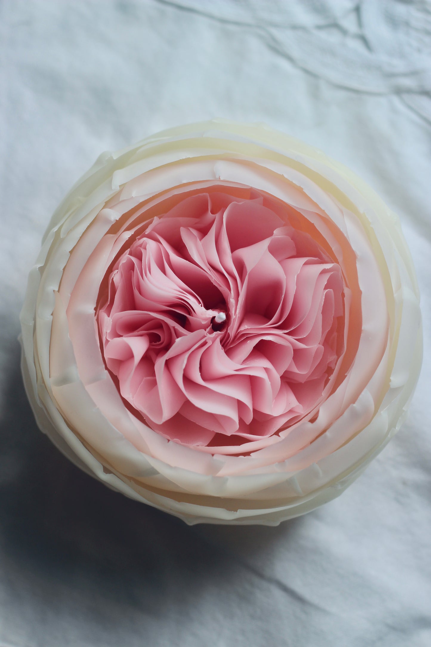 Pink and White Rose