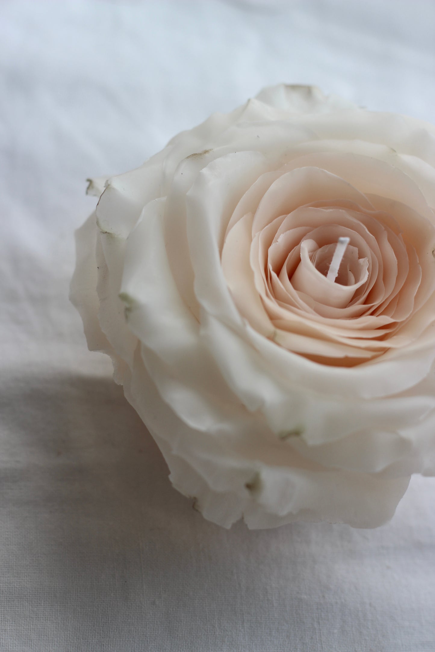 Classic Rose