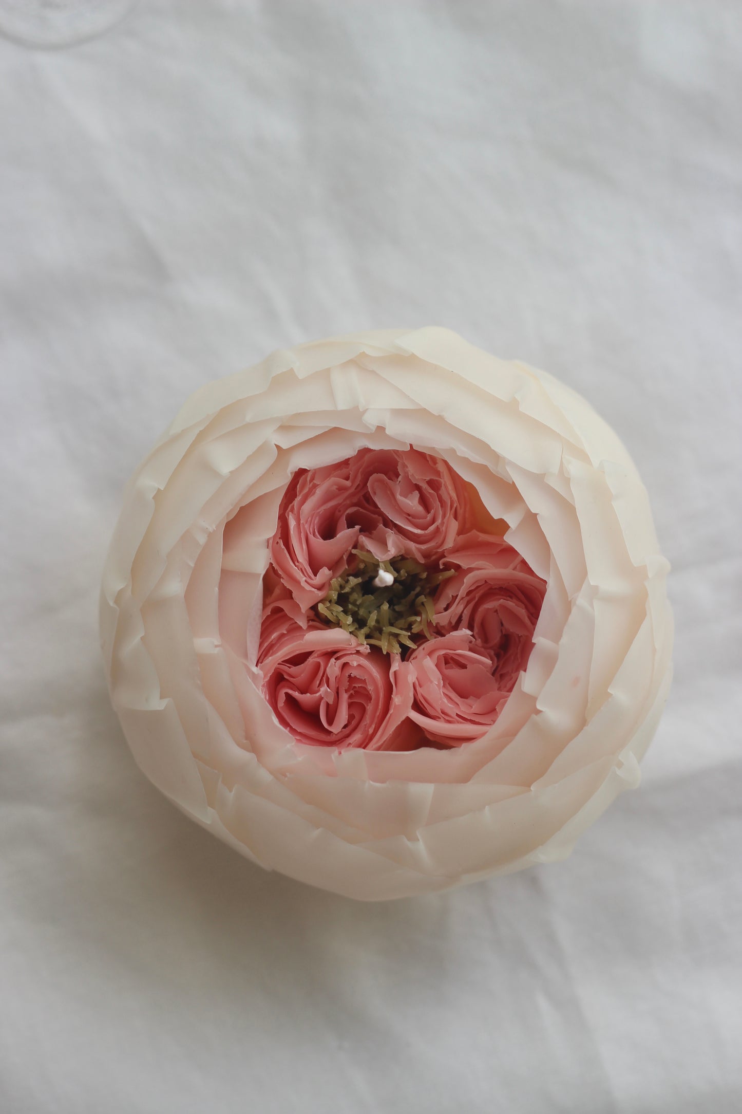 Pink and White Rose
