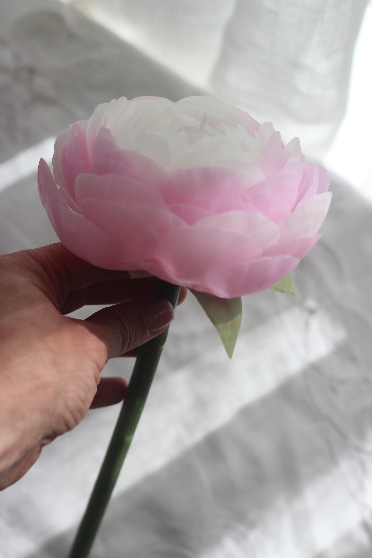 Peony on a stem