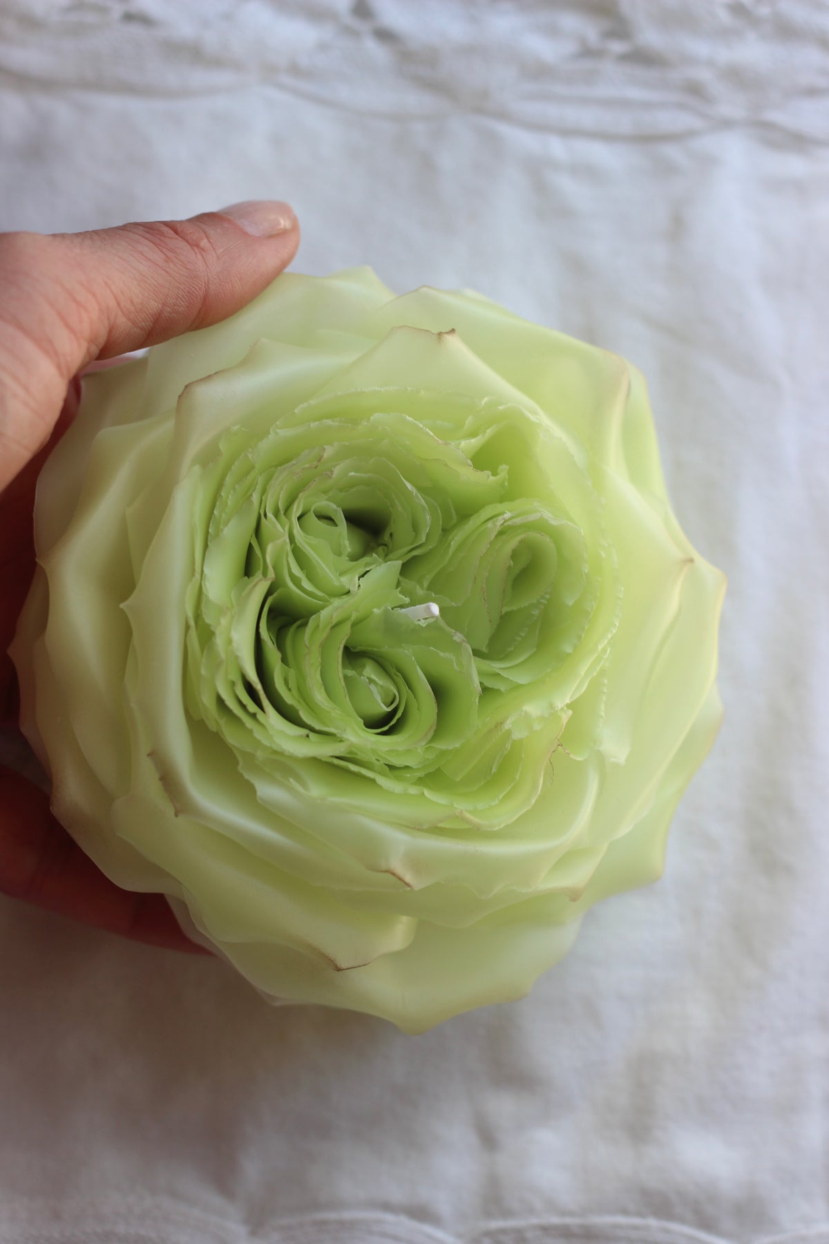 Lime Rose
