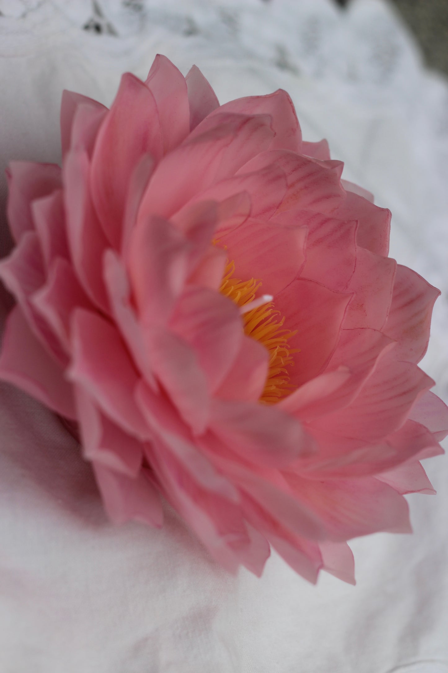 Pink Lotus