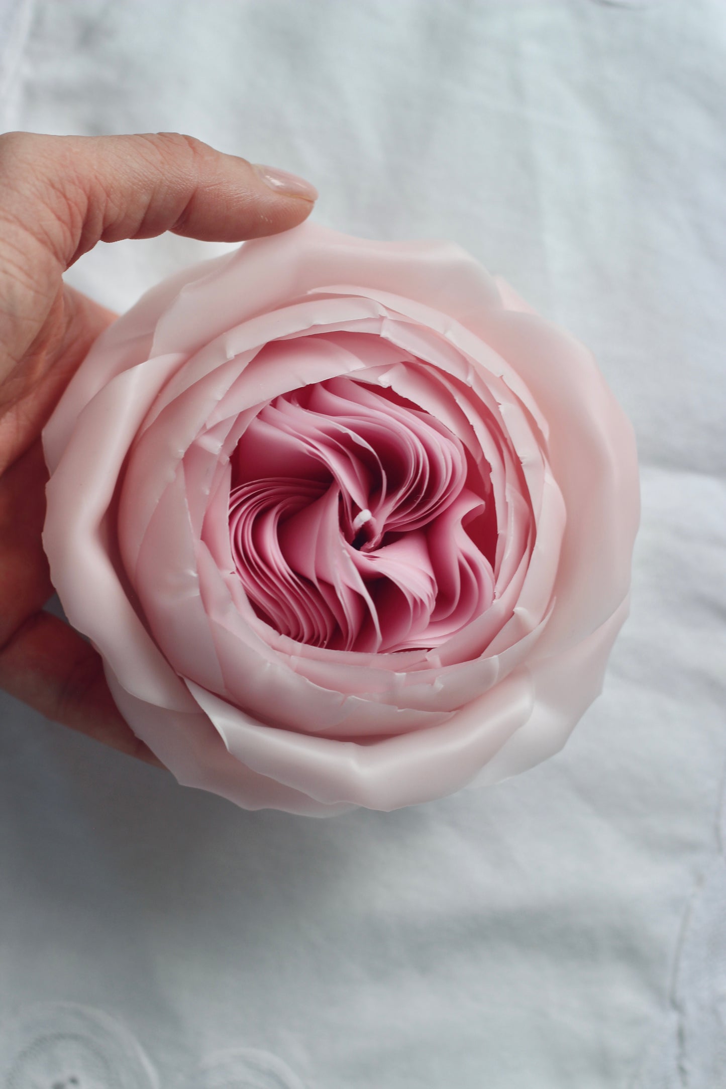 Plum Rose