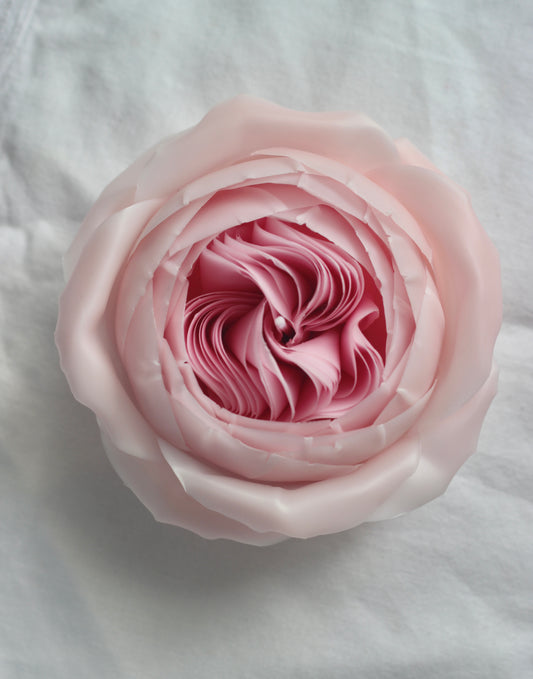 Plum Rose