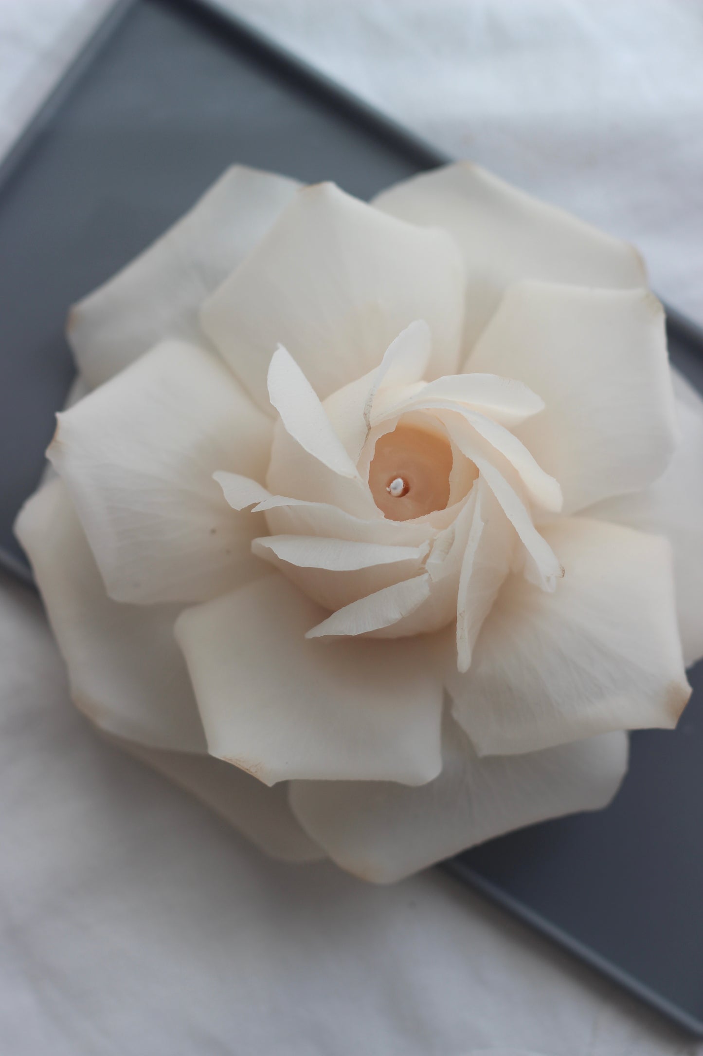 French Rose