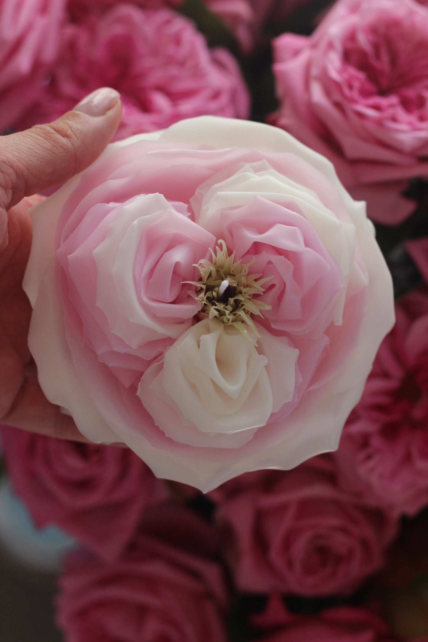Peony Rose
