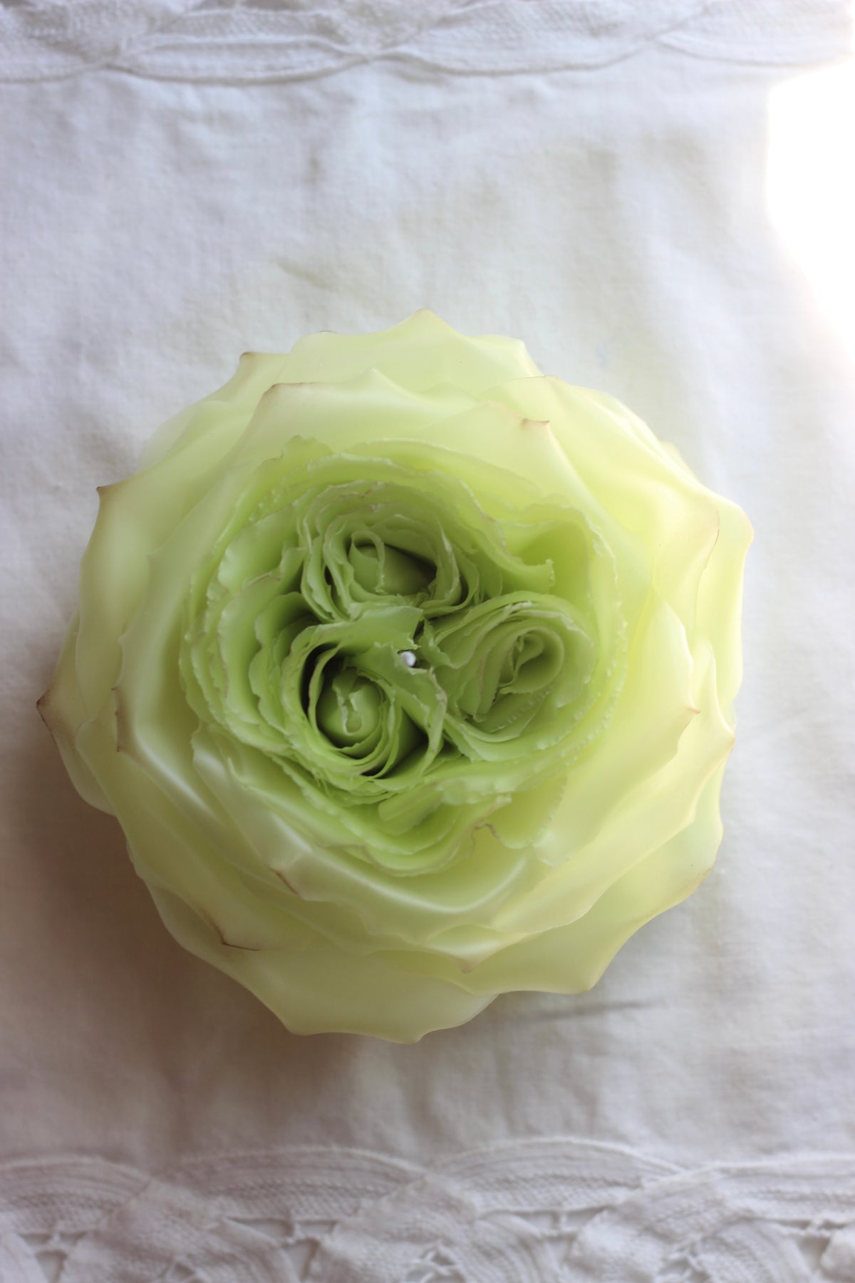 Lime Rose