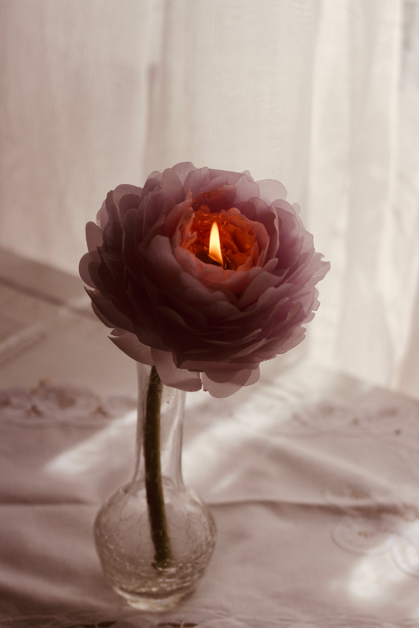 Tender Peony on a stem