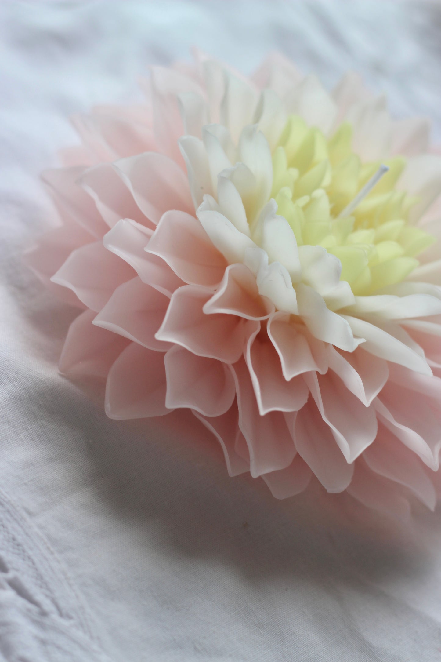 Dahlia with pointy petals