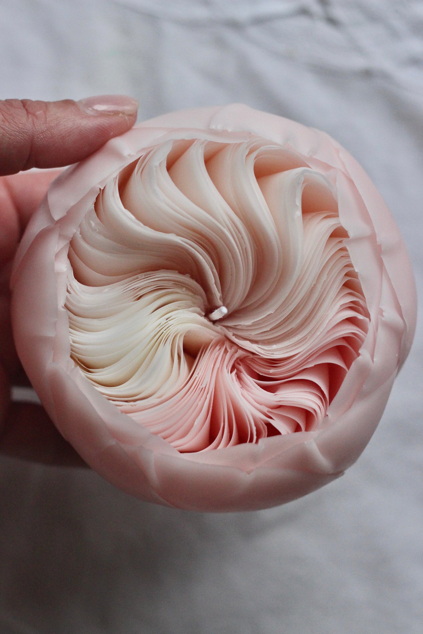 White and Pink Rose