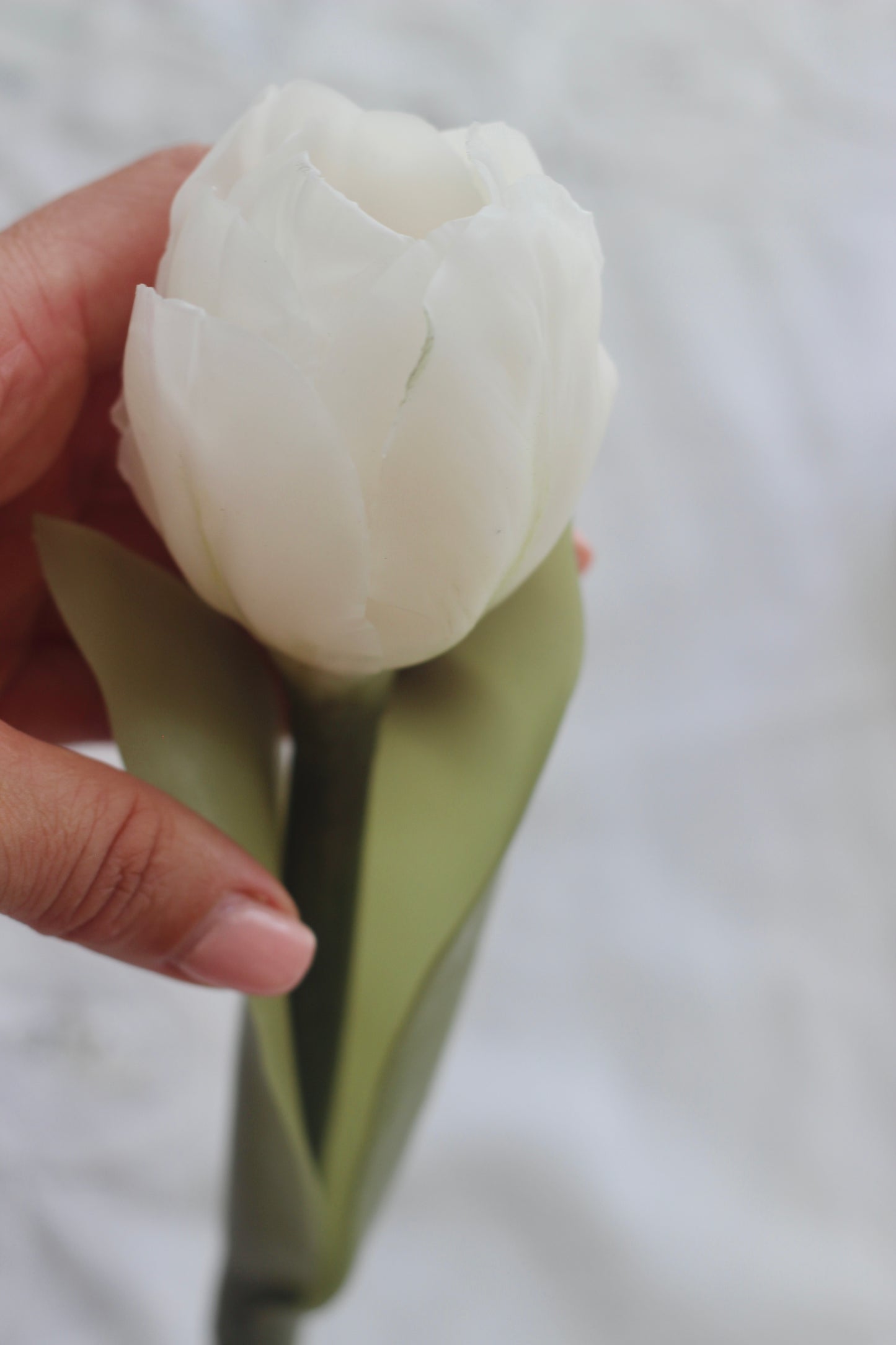 Tulip on a stem