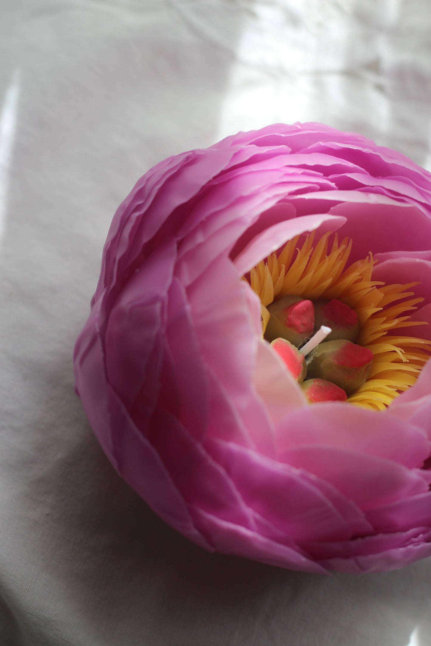 Peony in Orchid