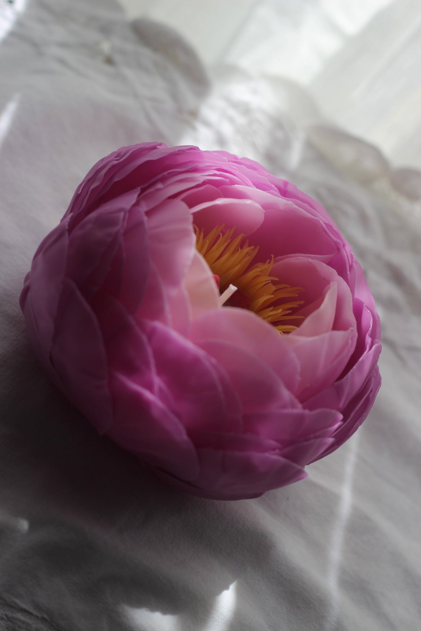 Peony in Orchid