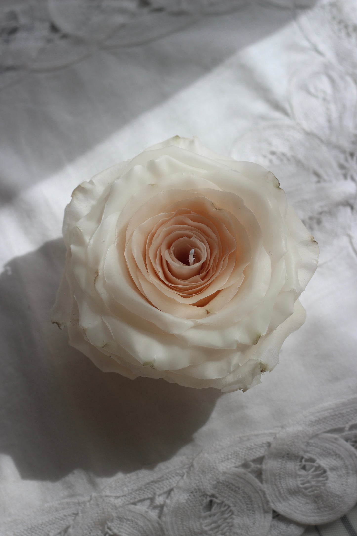 Classic Rose