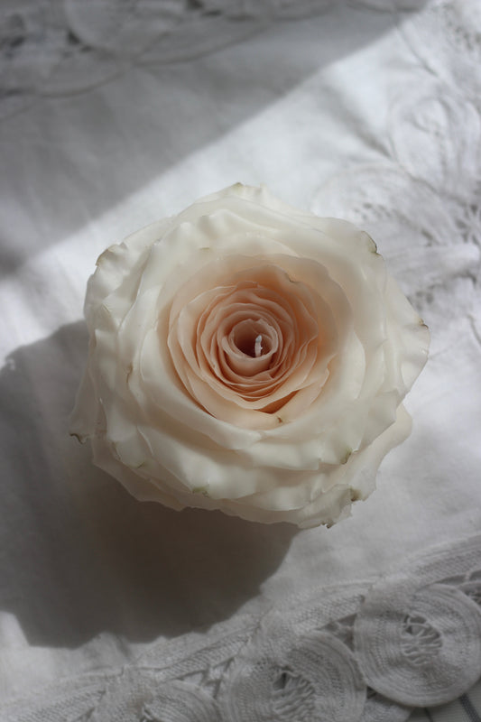 Classic Rose