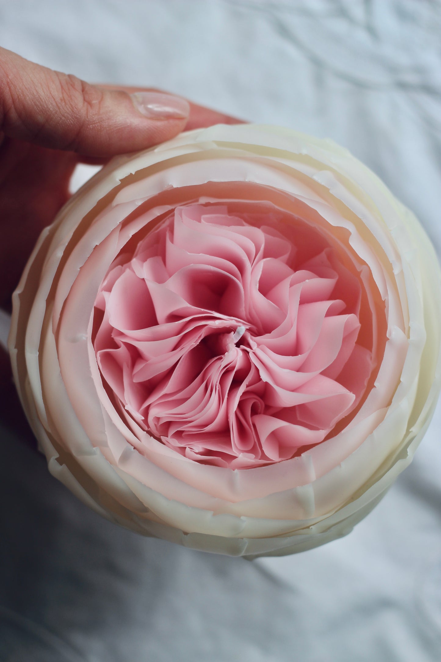 Pink and White Rose