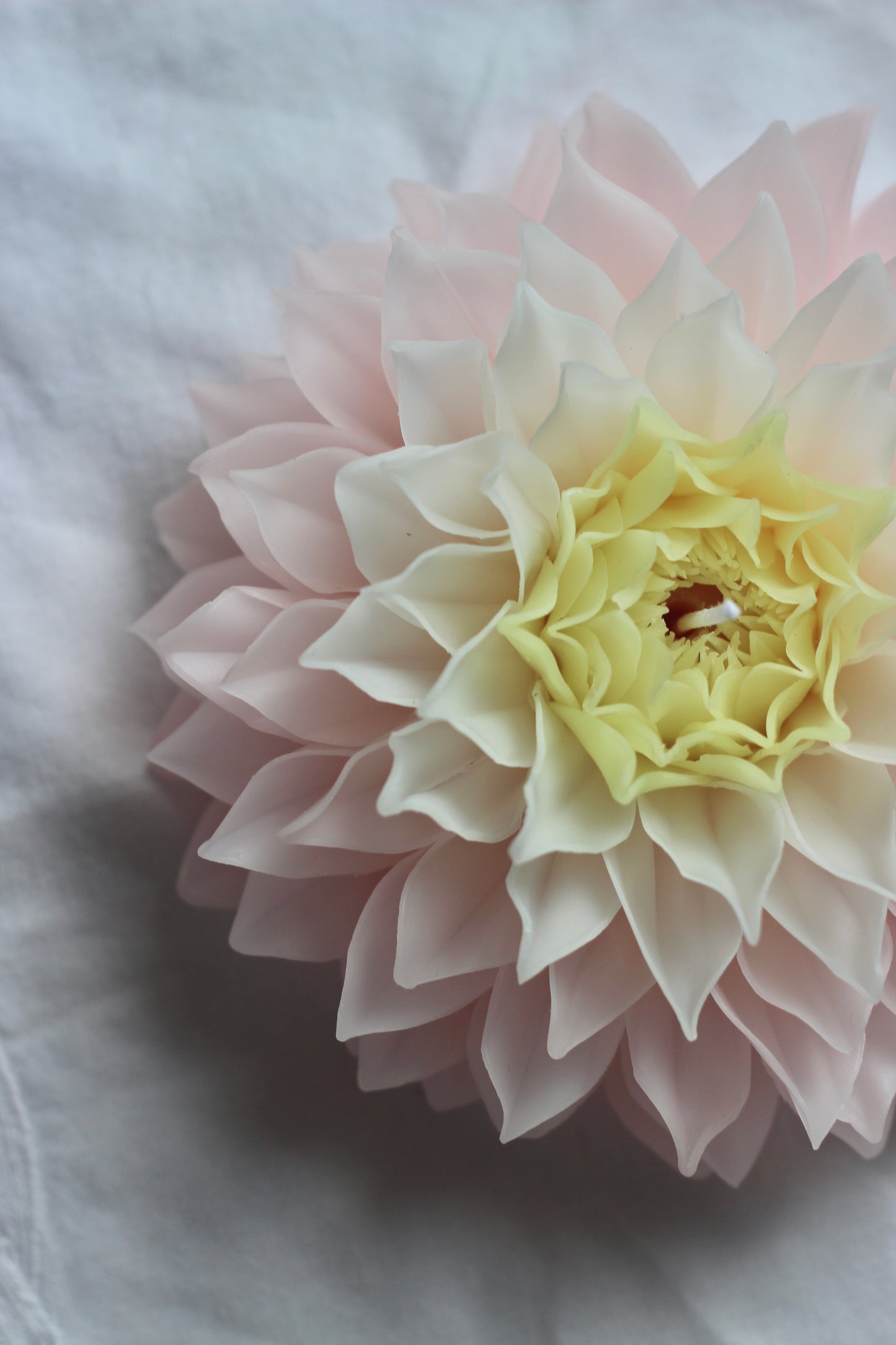 Dahlia with pointy petals