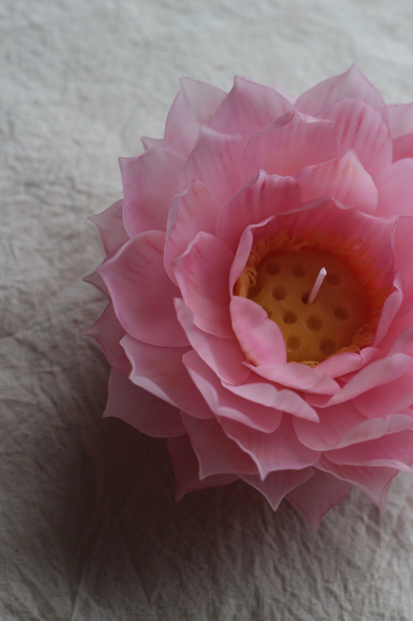 Pink Lotus