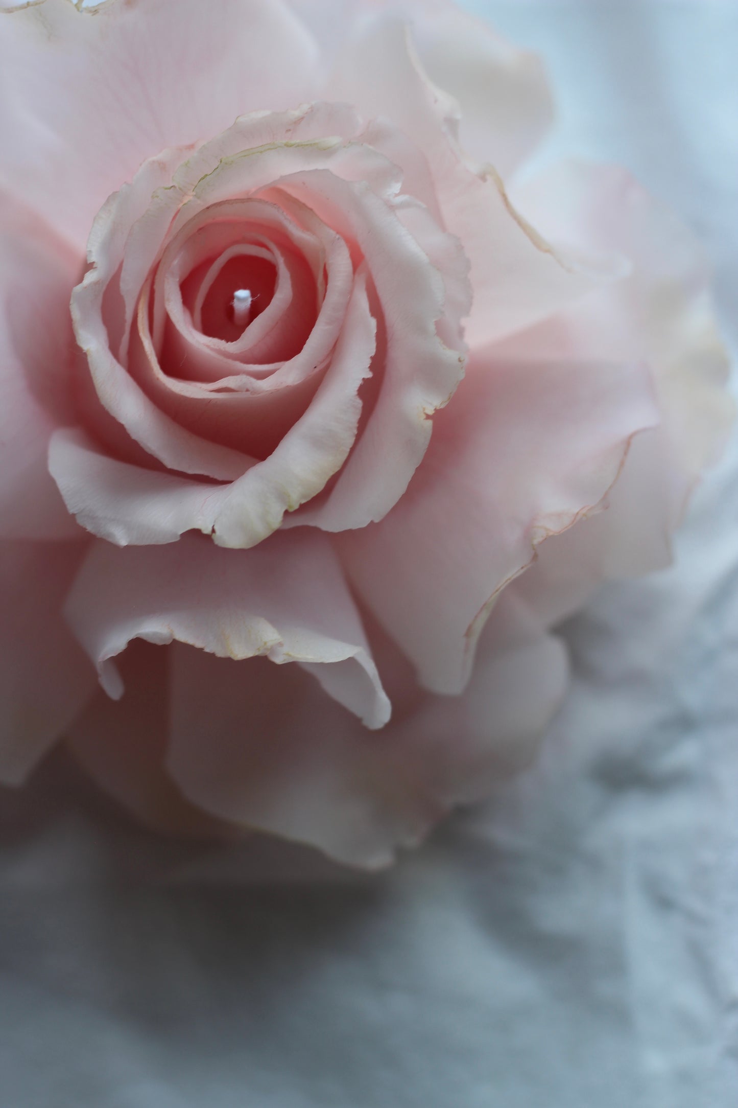 Pink French Rose
