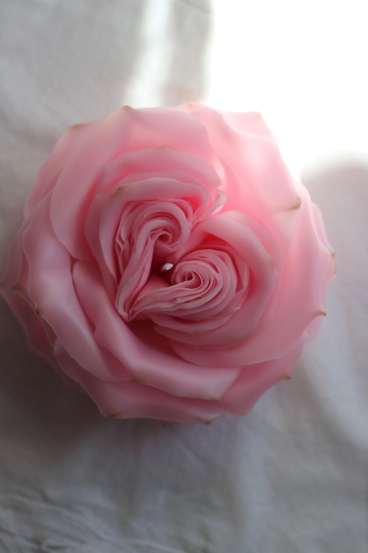 Heart Rose