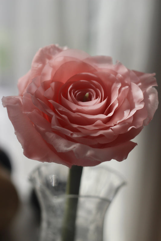 Classic Rose on a stem