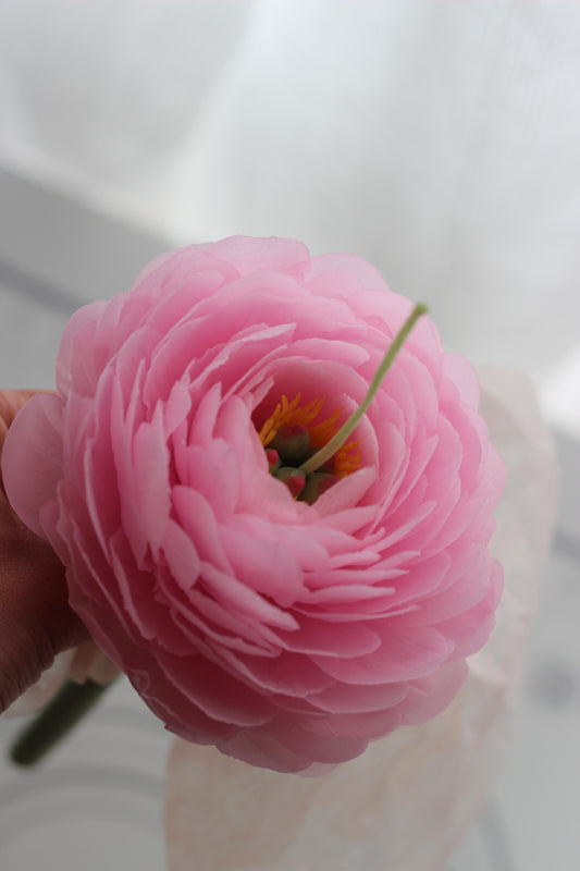 Garden Peony on a stem